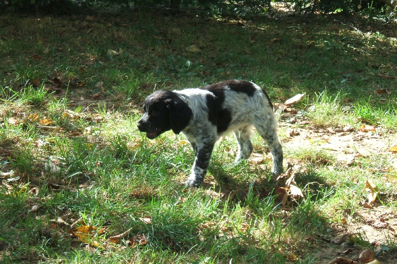 chiots